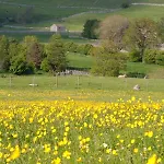 Farfield * Threshfield